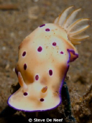 Rysbecia tryoni at ducomi pier. by Steve De Neef 